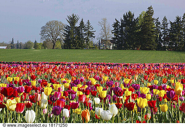 Felder mit farbenprächtigen Tulpen auf der Wooden Shoe Tulip Farm; Woodburn  Oregon  Vereinigte Staaten von Amerika