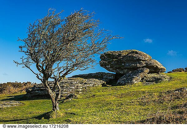 Felder und Wiesen in Haytor Rocks  Dartmoor Park  Widecombe in the Moor  Devon  England  Vereinigtes Königreich