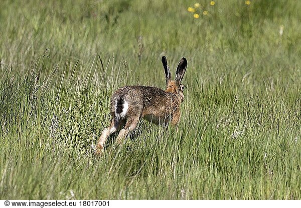 Feldhase  Feldhasen (Lepus europaeus)  Hasen  Nagetiere  Säugetiere  Tiere  Brown Hare at Deepdale Marsh Norfolk