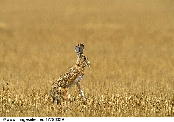 Feldhase  Feldhasen (Lepus europaeus)  Hasen  Nagetiere  Säugetiere  Tiere  Brown Hare On hind legs  Spain (S)