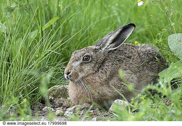 Feldhase  Feldhasen (Lepus europaeus)  Hasen  Nagetiere  Säugetiere  Tiere  Brown Hare resting
