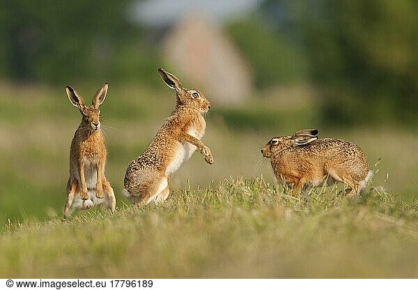 Feldhase  Feldhasen (Lepus europaeus)  Hasen  Nagetiere  Säugetiere  Tiere  European Hare three adults  'boxing' on farmland  Norfolk  England  june