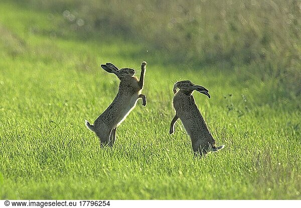 Feldhase  Feldhasen (Lepus europaeus)  Hasen  Nagetiere  Säugetiere  Tiere  European Hare two adults  boxing in field  Elmley Marshes  Kent  England  Großbritannien  Europa