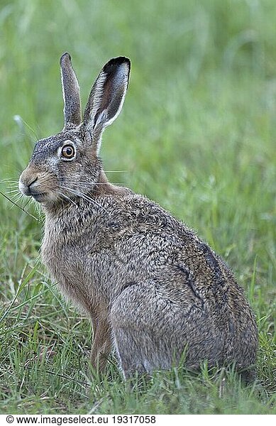 Feldhase (Lepus europaeus)  die Häsin kann 3  4 mal im Jahr Junge bekommen  European Hare  a female may have 3 to 4 litters in a year (Brown Hare)