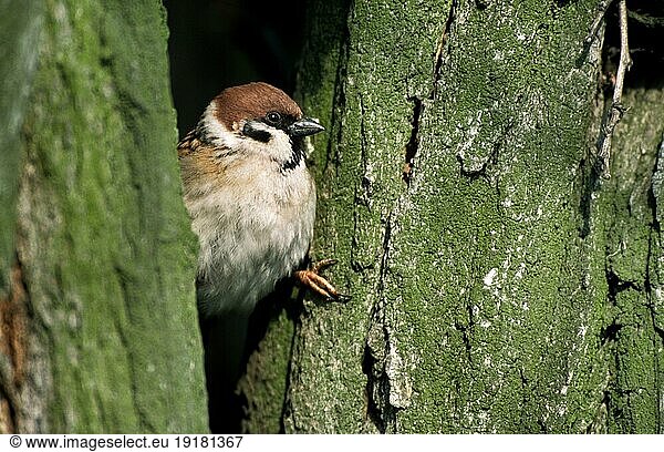 Feldsperling (Passer montanus) im Nest in einem hohlen Baum