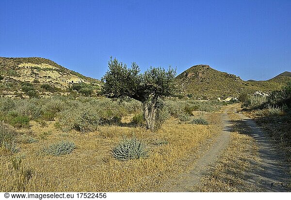 Feldweg in mediterraner Landschaft undeinsamer Olivenbaum  Grima  Andalusien  Spanien  Europa