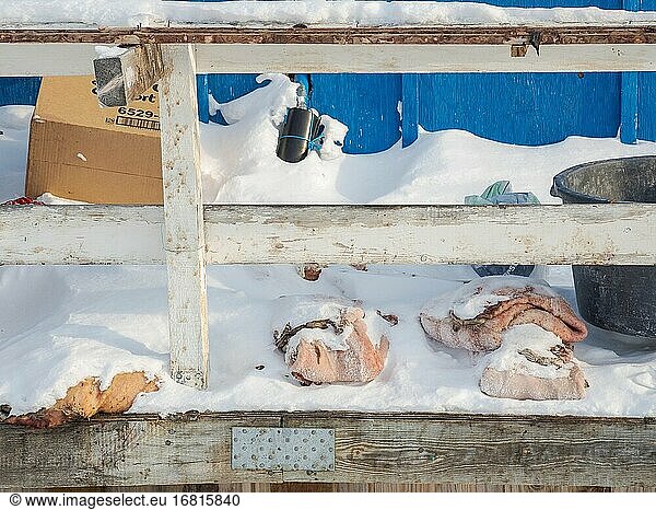 Fell einer Robbe  gerade erlegt und noch nicht verarbeitet. Das traditionelle und abgelegene grönländische Inuit-Dorf Kullorsuaq  Melville Bay  Teil der Baffin Bay. Amerika  Nordamerika  Grönland  dänisches Gebiet.
