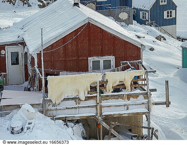 Fell eines erlegten Eisbären. Das traditionelle und abgelegene grönländische Inuit-Dorf Kullorsuaq liegt an der Melville-Bucht  einem Teil der Baffin-Bucht  im hohen Norden Westgrönlands. Amerika  Nordamerika  Grönland  Dänemark.