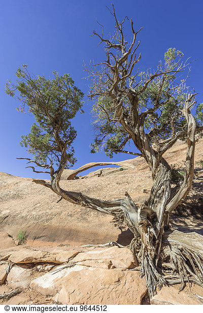 Felsbogen Landscape Arch und Utah-Wacholder (Juniperus osteosperma)  Arches-Nationalpark  Moab  Utah  USA  Nordamerika