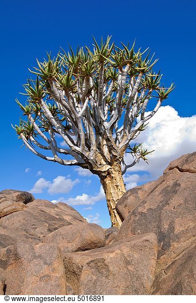 Felsbrocken Aloe Aloe Vera Baum Spielplatz Namibia Basalt