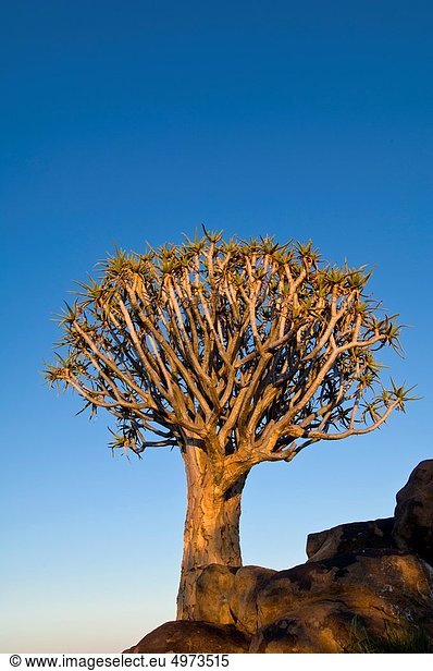 Felsbrocken  Aloe Aloe Vera  Baum  Wüste  Namibia  Namib