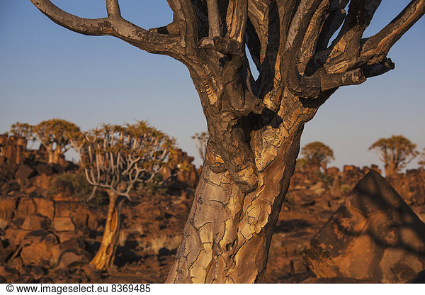 Felsbrocken  Baum  Namibia