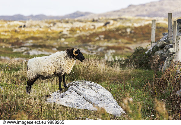 Felsbrocken Berg Schaf Ovis aries Hintergrund Feld County Galway Irland