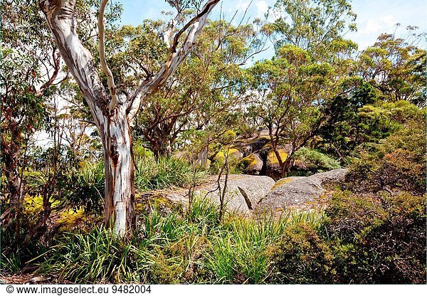 Felsbrocken Glatze kahl Botanik Australien New South Wales Oase