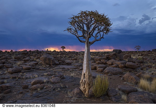 Felsbrocken  Köcherbaum  Aloe Dichotoma  Baum  Himmel  Sturm  Spielplatz  Namibia  Leidenschaft  Afrika  Keetmanshoop