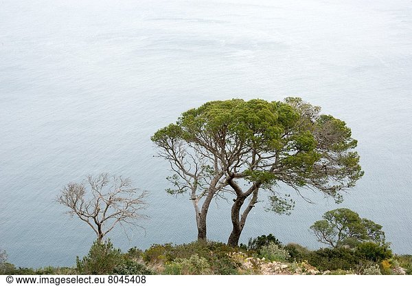 Felsbrocken  Kiefer  Pinus sylvestris  Kiefern  Föhren  Pinie  Alicante  Spanien