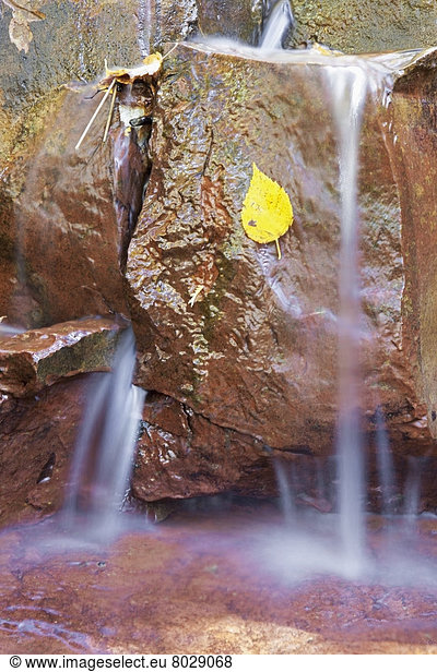 Felsbrocken  kleben  Wasser  gelb  über  Pflanzenblatt  Pflanzenblätter  Blatt  fließen  Bach