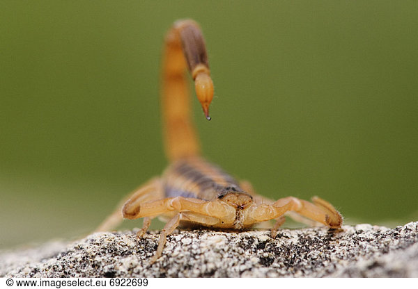 Felsbrocken  Skorpion - Tier