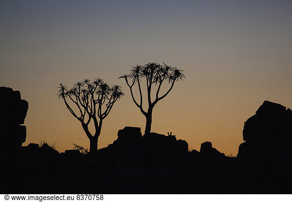 Felsbrocken  Sonnenuntergang  Baum  Silhouette  2  Namibia