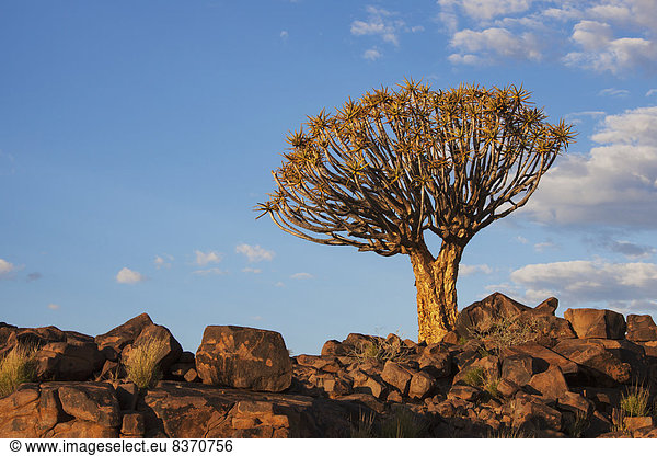 Felsbrocken Wärme Baum Sonnenlicht Namibia