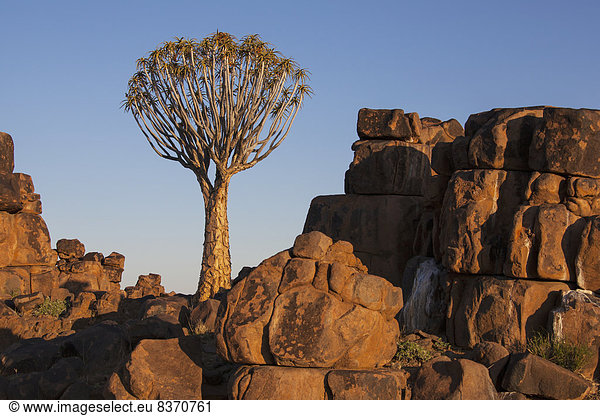 Felsbrocken  Wand  Sonnenuntergang  Baum  Namibia