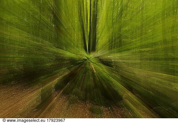 Felsen und Baumstamm im Wald mit Zoomeffekt  Fotokunst  Unschärfe  Bremthal  Eppstein  Taunus  Hessen  Deutschland  Europa