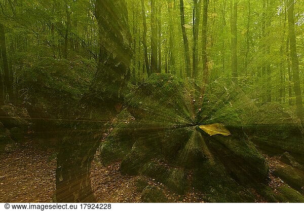 Felsen und Baumstamm im Wald mit Zoomeffekt  Fotokunst  Unschärfe  Bremthal  Eppstein  Taunus  Hessen  Deutschland  Europa