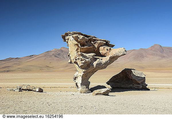 Felsenbaum (Arbol de Piedra) auf dem bolivianischen Altiplano; Potosi  Bolivien