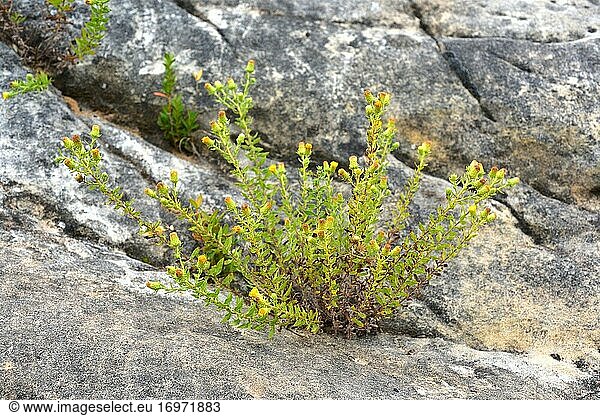 Felsentee (Chiliadenus glutinosus oder Jasonia glutinosa) ist eine mehrjährige Heilpflanze  die in Spanien  Südfrankreich und Marokko heimisch ist. Dieses Foto wurde in Aren oder Areny  Provinz Huesca  Aragonien  Spanien  aufgenommen.