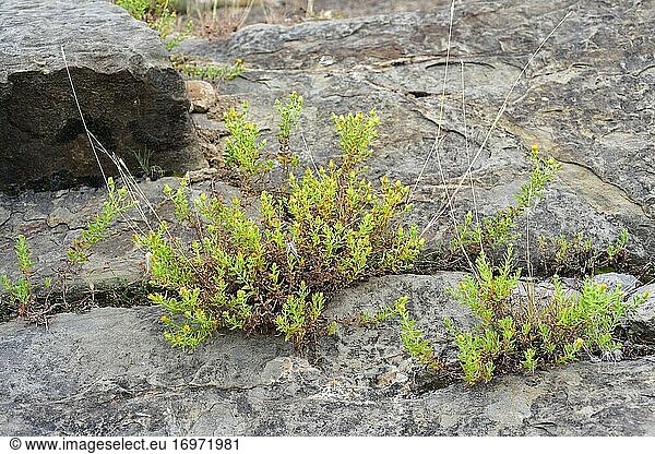 Felsentee (Chiliadenus glutinosus oder Jasonia glutinosa) ist eine mehrjährige Heilpflanze  die in Spanien  Südfrankreich und Marokko heimisch ist. Dieses Foto wurde in Aren oder Areny  Provinz Huesca  Aragonien  Spanien  aufgenommen.