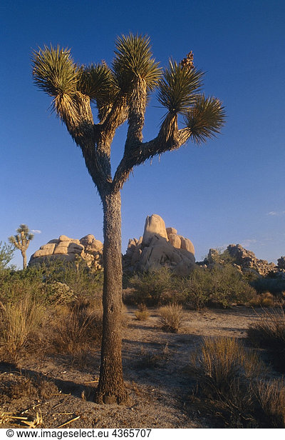 Felsformationen Joshua Tree National Monument Kalifornien USA