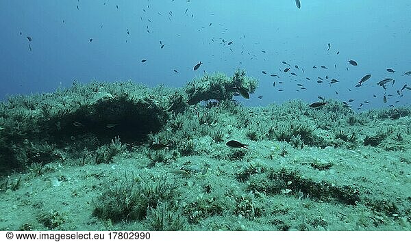 Felsiger Meeresboden  bedeckt mit Braunalgen (Cystoseira) . Unterwasserlandschaft im Mittelmeer. Mittelmeer  Zypern  Europa