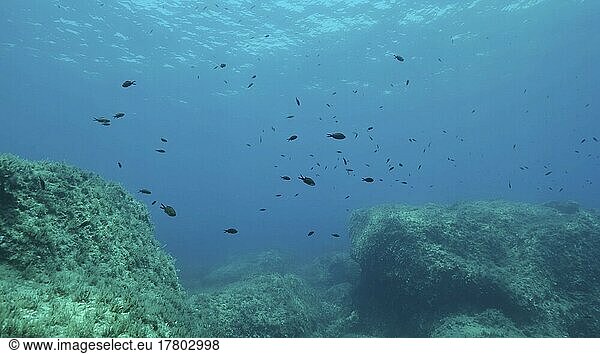 Felsiger Meeresboden  bedeckt mit Braunalgen (Cystoseira) . Unterwasserlandschaft im Mittelmeer. Mittelmeer  Zypern  Europa
