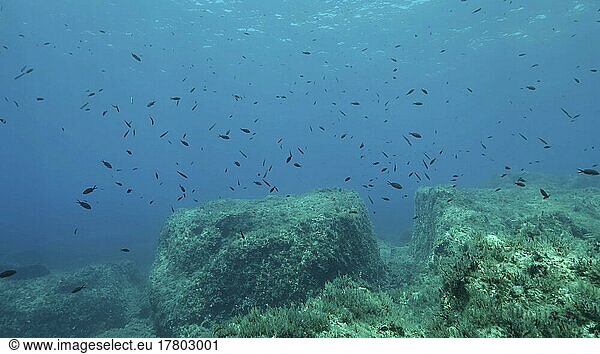Felsiger Meeresboden  bedeckt mit Braunalgen (Cystoseira) . Unterwasserlandschaft im Mittelmeer. Mittelmeer  Zypern  Europa