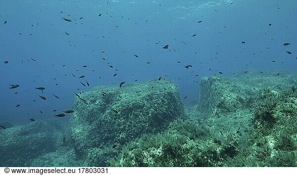 Felsiger Meeresboden  bedeckt mit Braunalgen (Cystoseira) . Unterwasserlandschaft im Mittelmeer. Mittelmeer  Zypern  Europa