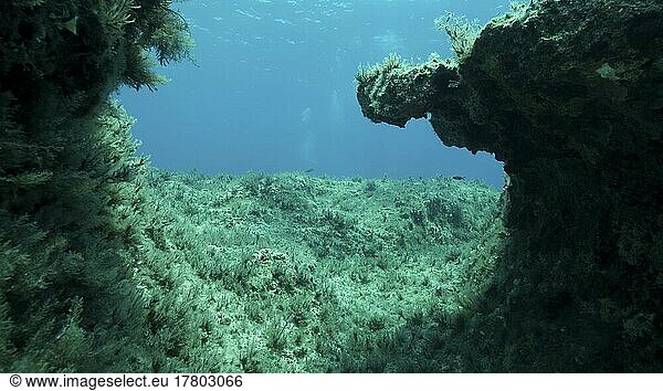 Felsiger Meeresboden  bedeckt mit Braunalgen (Cystoseira) . Unterwasserlandschaft im Mittelmeer. Mittelmeer  Zypern  Europa