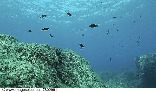 Felsiger Meeresboden  bedeckt mit Braunem Seegras (Cystoseira) . Unterwasserlandschaft im Mittelmeer. Mittelmeer  Zypern  Europa