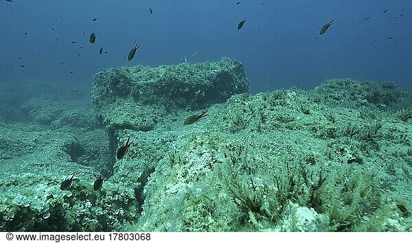 Felsiger Meeresboden  bedeckt mit Braunem Seegras (Cystoseira) . Unterwasserlandschaft im Mittelmeer. Mittelmeer  Zypern  Europa