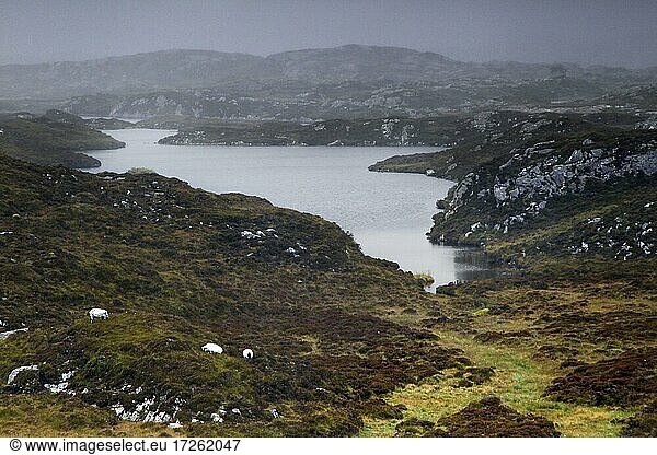 Felsküste  Atlantik  Landschaft  Golden Road  Isle of Harris  Äußere Hebriden  Western Isles  Hebriden  Schottland  Großbritannien  Europa