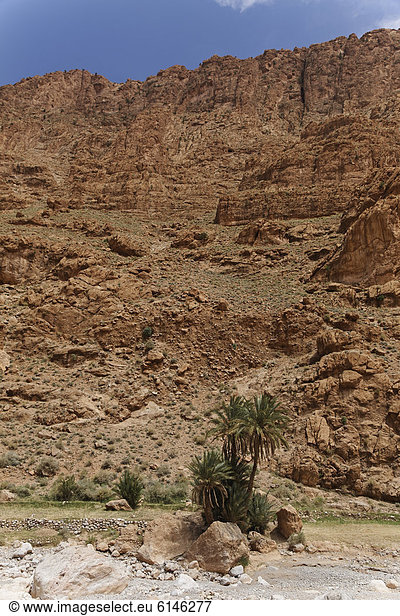 Felswände an der Todra-Schlucht Gorges du Todra  Tinerhir  Souss-Massa-Dra‚  Königreich Marokko  Maghreb  Afrika