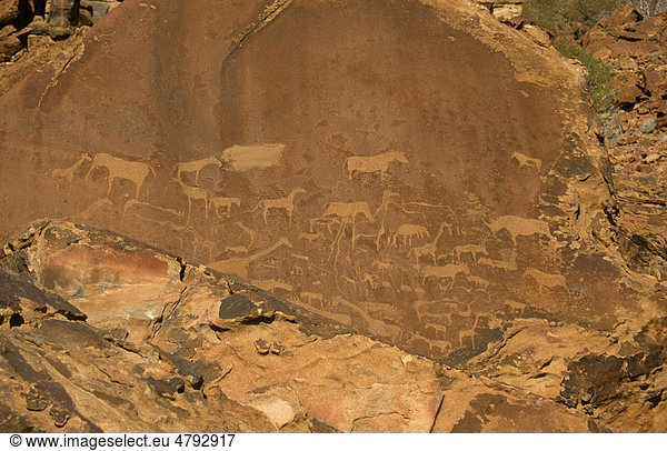Felszeichnung der Buschmänner am Twyfelfontein  Namibia  Afrika