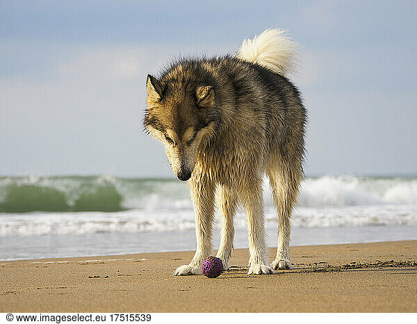 Female Alaskan Malamute looking down at a ball on a beach  Cornwall  UK