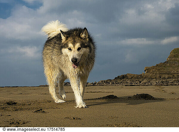 Female Alaskan Malamute on a beach  Cornwall  UK