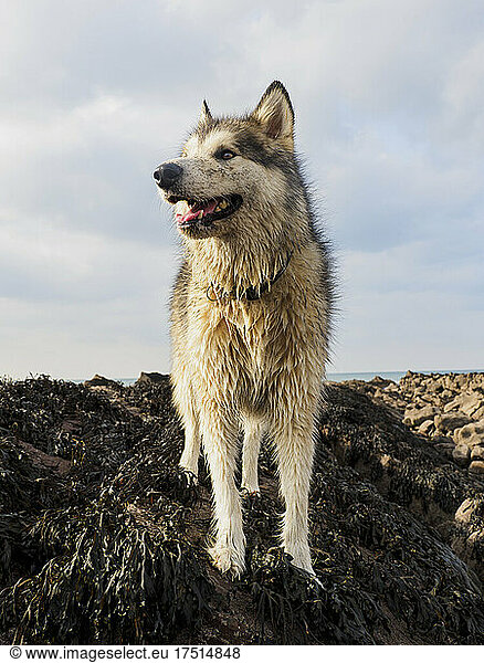 Female Alaskan Malamute stand on a seaweed covered rock at the beach  Cornwall  UK