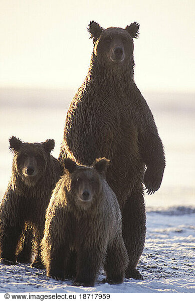 Female Arctic Grizzly Bear With Cubs Along the Coast  Arctic National Wildlife Refuge  Alaska