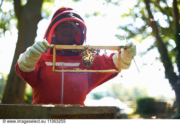 Female beekeeper holding hive frame