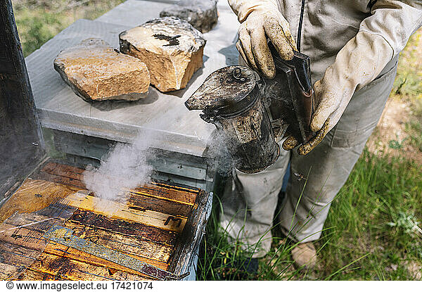 Female beekeeper using bee smoker on beehives in box at farm