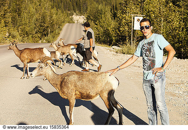 Female Big Horn Sheep (Ovis canadensis) and tourists in Jasper National Park  Rocky Mountains  Canada