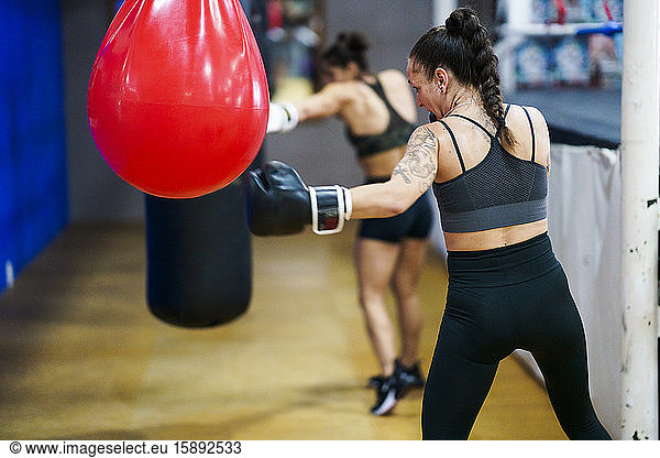 Female boxers training at punch bag in gym