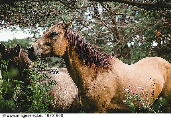 Female Buckskin horse standing in woods in Wisconsin